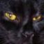 Profile picture catwhisperer.bsky.social