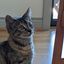 Profile picture cassandrashuman.bsky.social