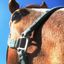 Profile picture bernardleclair.bsky.social