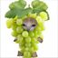 Profile picture saddestlittlegrape.bsky.social