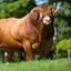 Profile picture mrbull75.bsky.social