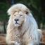 Profile picture hogcaller.bsky.social