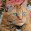 Profile picture mara-hell-no.bsky.social