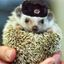 Profile picture profhedgehog.bsky.social
