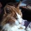 Profile picture kat778.bsky.social