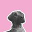 Profile picture grizzleridgeback.bsky.social