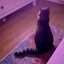 Profile picture considermycat.bsky.social
