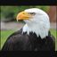 Profile picture rosewood654.bsky.social