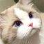 Profile picture minzii08.bsky.social