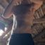 Profile picture czech-bear.bsky.social