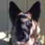 Profile picture oldsquida.bsky.social
