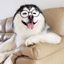 Profile picture funnydog68.bsky.social