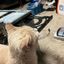 Profile picture who-eat-my-kitty.bsky.social