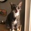 Profile picture thecatsmeow-17.bsky.social