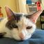 Profile picture gossamer41.bsky.social