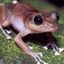 Coqui Campeador