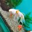Profile picture pompomdragon.bsky.social