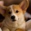 Profile picture tomcthompson.bsky.social