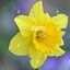 Profile picture thewelshtaffy24.bsky.social