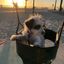 Profile picture srbevilacqua.bsky.social