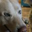 Profile picture woodsonsdaddy11.bsky.social