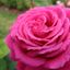 Profile picture merrittkelly1.bsky.social