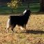 Profile picture willymiles.bsky.social