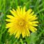 Profile picture onedandelion.bsky.social