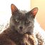 Profile picture duke715.bsky.social