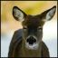 Profile picture travelingdeer.bsky.social