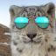 Profile picture sneptech.bsky.social