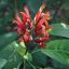 Profile picture hathawaybotanical.bsky.social