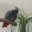 Profile picture happyparrot.bsky.social