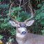 Profile picture thedeerwhisperer.bsky.social