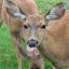 Profile picture thedeerwhisperer.bsky.social