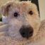 Profile picture scarletmiller.bsky.social