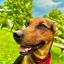 Profile picture dogagainstfascism.bsky.social