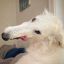 Profile picture nichtmelons.bsky.social