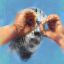 Profile picture pepspersists.bsky.social