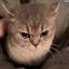 Profile picture fizzykity.bsky.social