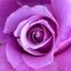 Profile picture amadorsanchis.bsky.social