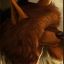 Profile picture trans-lykanthropie.bsky.social