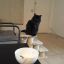 Profile picture pets61.bsky.social