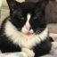 Profile picture petczar.bsky.social