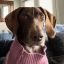 Profile picture ladybear.bsky.social