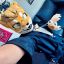 Profile picture shiba-bran-inu.bsky.social