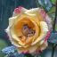 Profile picture rosilo728.bsky.social