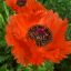 Profile picture lynnkbv.bsky.social