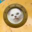Profile picture potatobay.bsky.social
