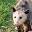 Profile picture caviar.0xpossum.dev